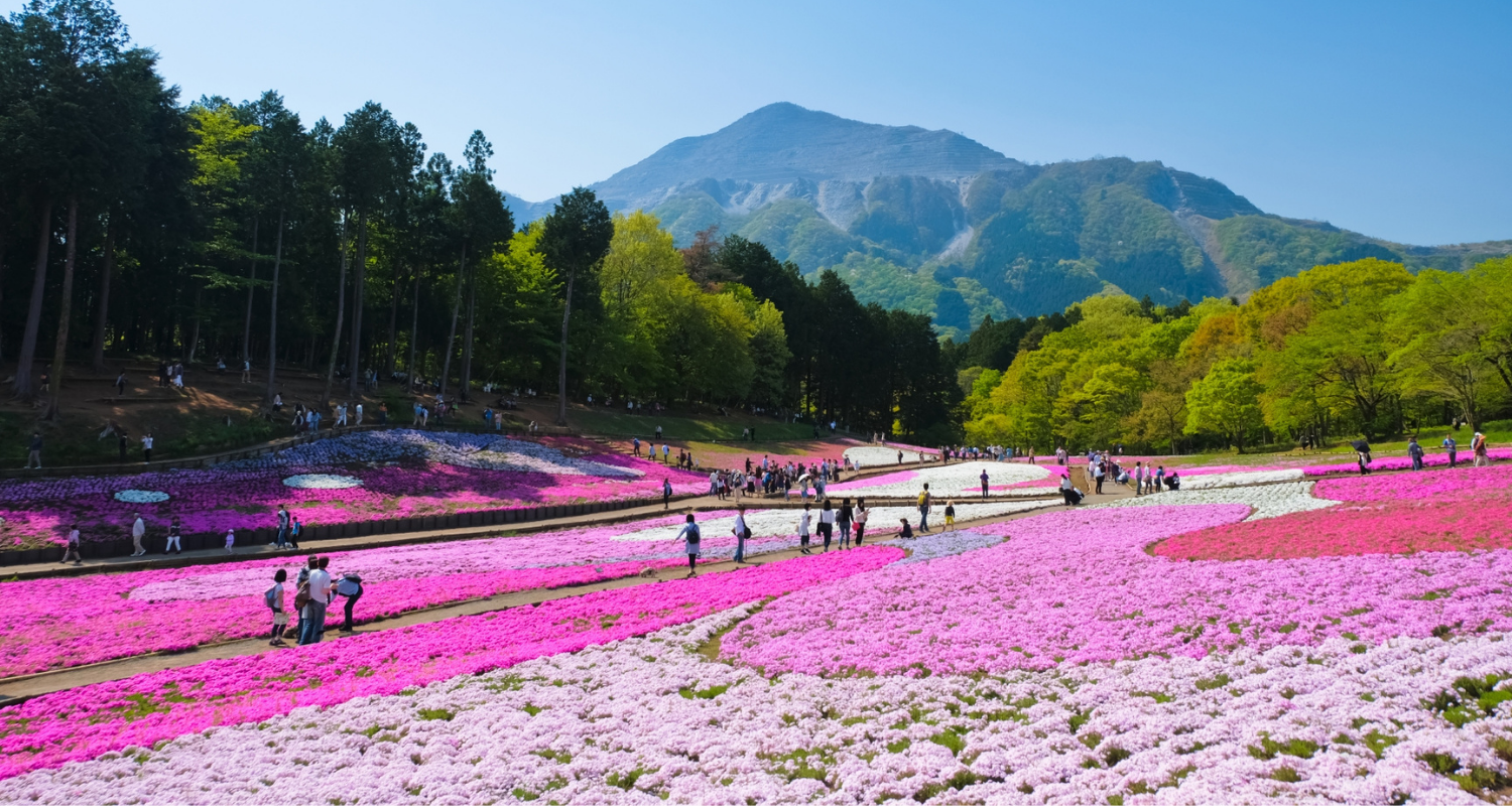 羊山公園 埼玉県